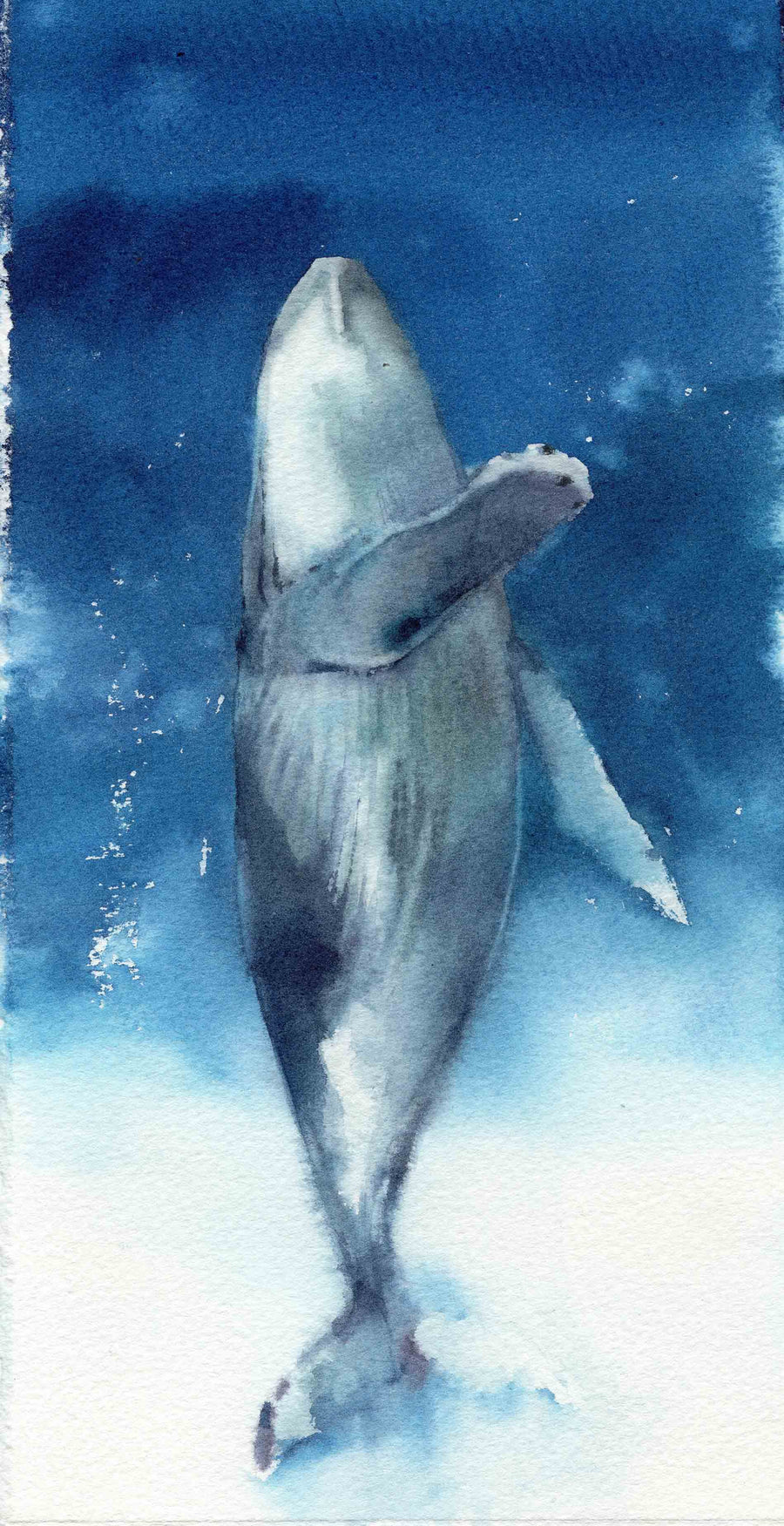 Rampant Whale
