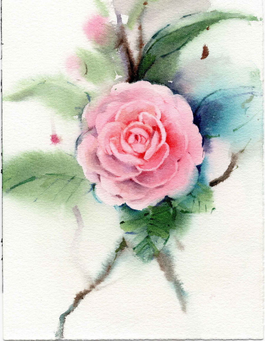 Pink Camellia