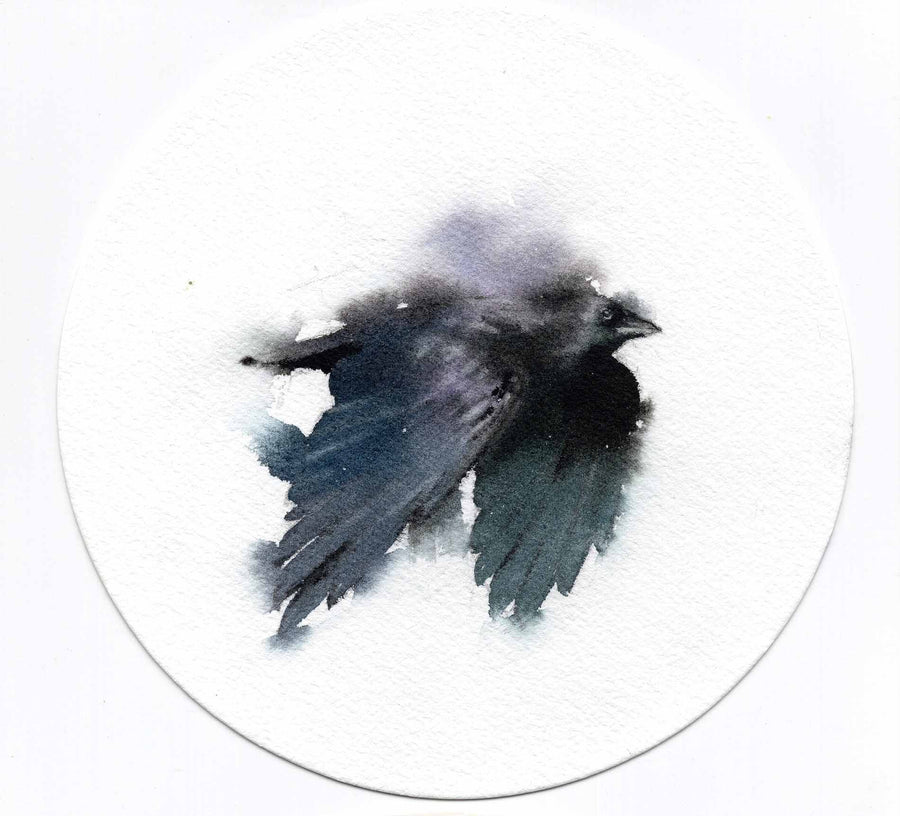 American Crow