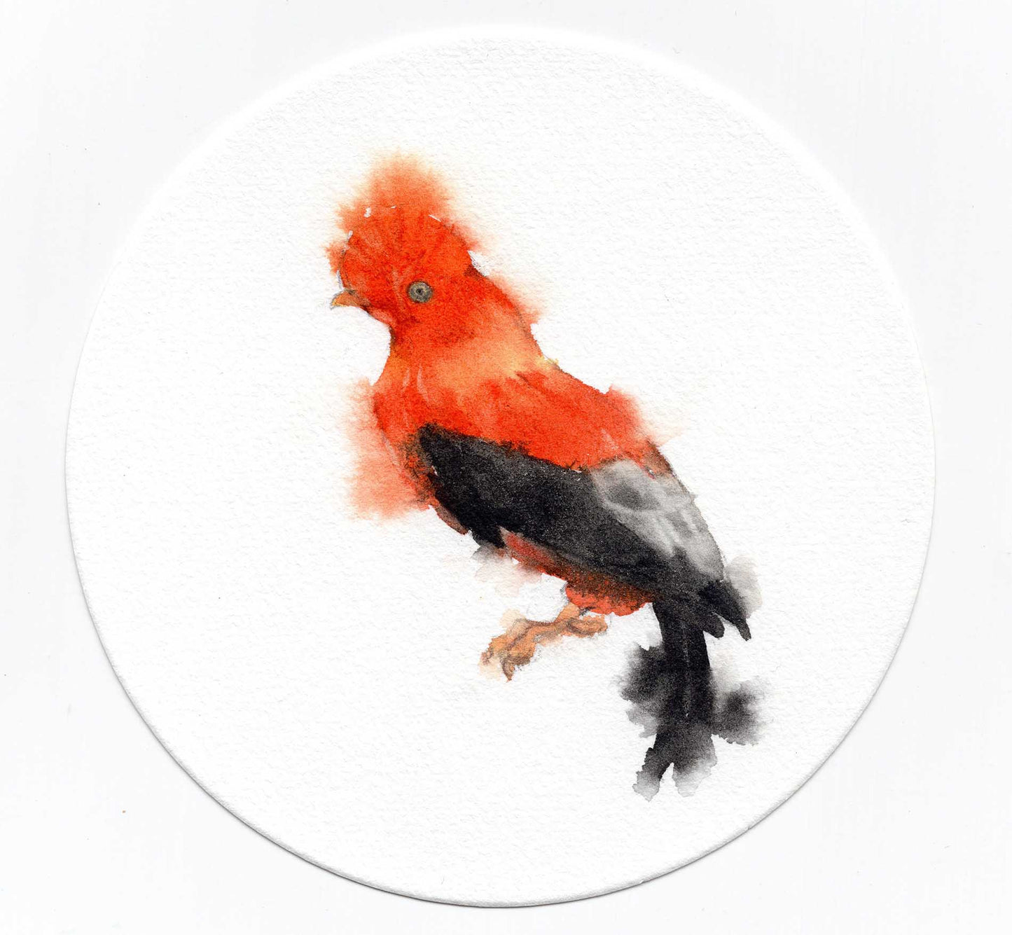 Gallito de las rocas