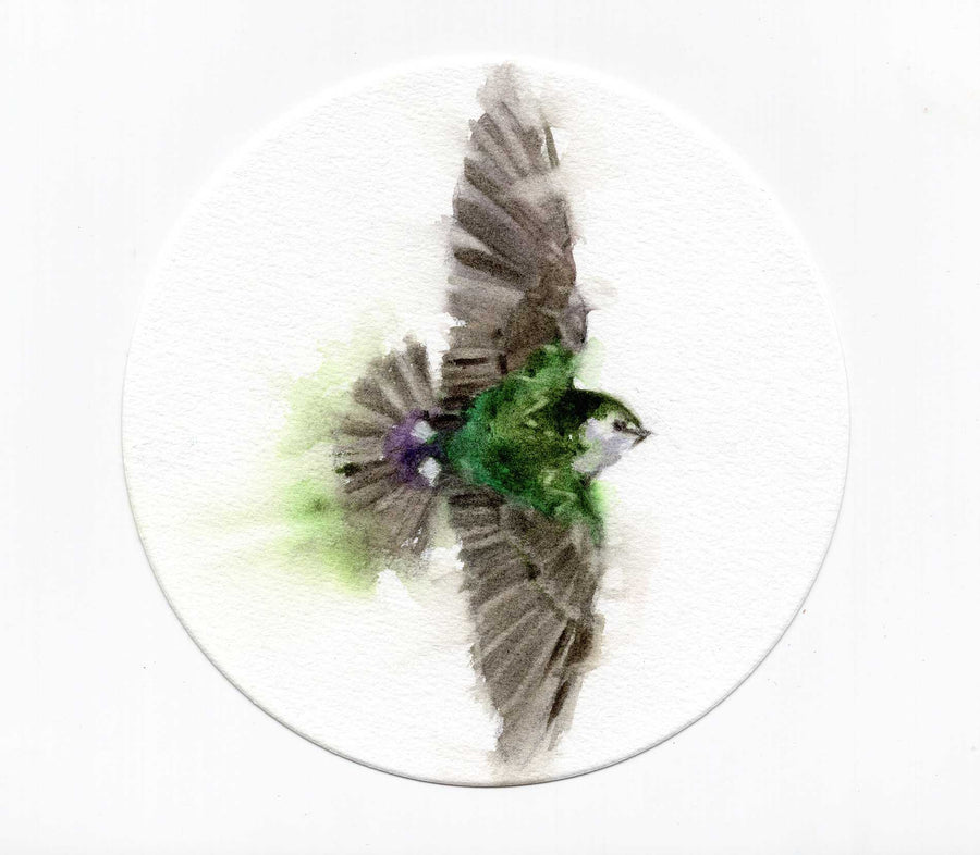 Green Violet Swallow
