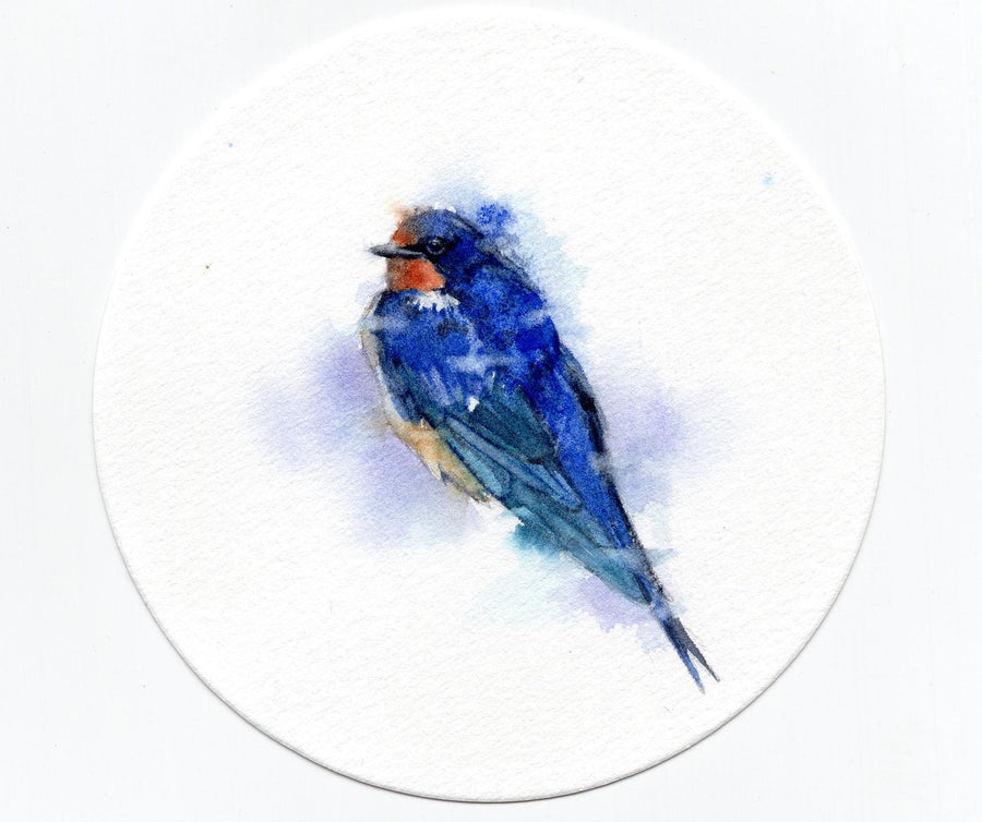 Blue Swallow