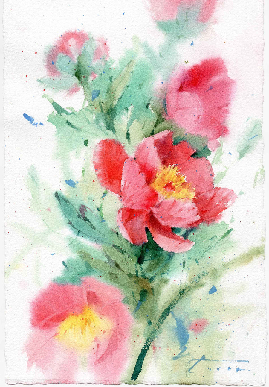Coral Peony