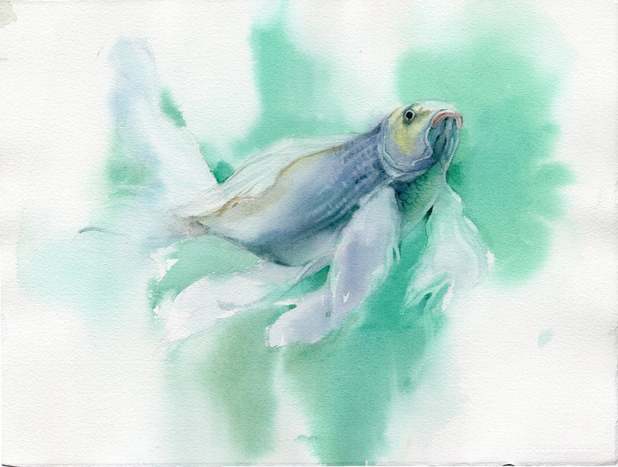 Koi Fish in Green Waters