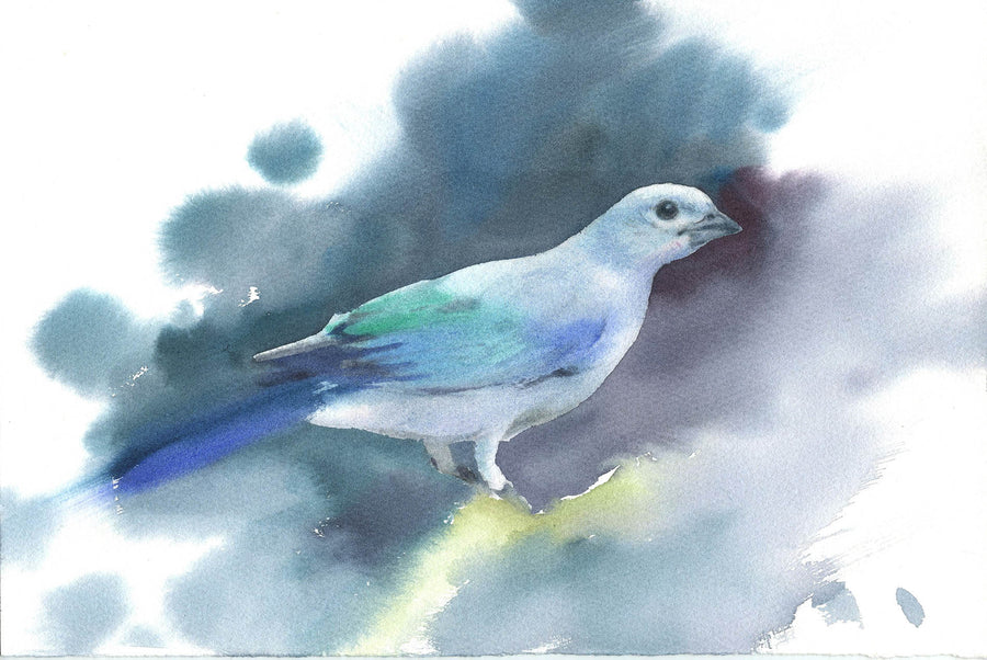 Blue Tanager